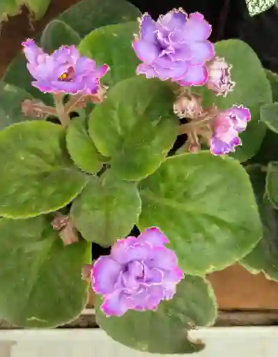 Violeta Africana Lila