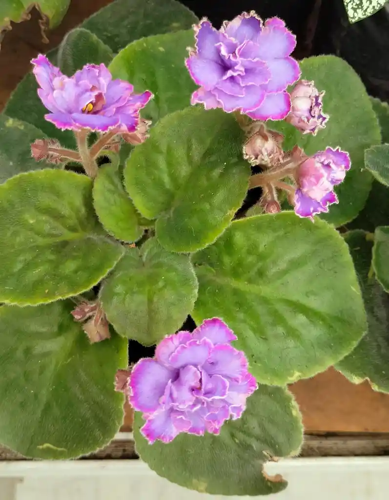 Violeta Africana Lila