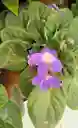 Violeta Morada Clara