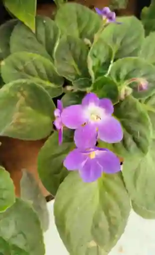 Violeta Morada Clara
