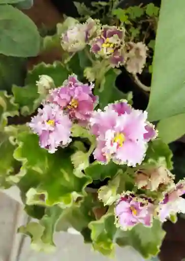 Violeta Africana Crespa Rosda