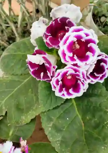 Gloxínea Morada