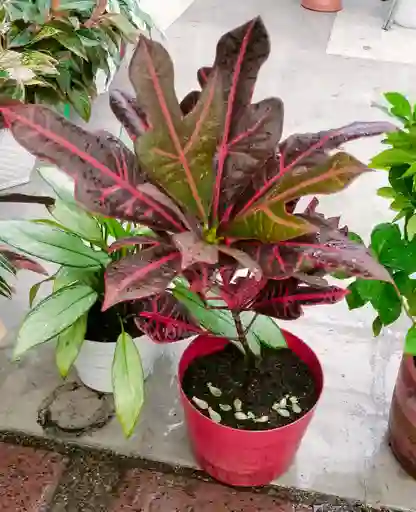 Croton Glorioso Ancla Rojo Variegado