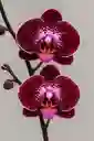 Orquidea Morada Con Borde Blanco X3 Tallos