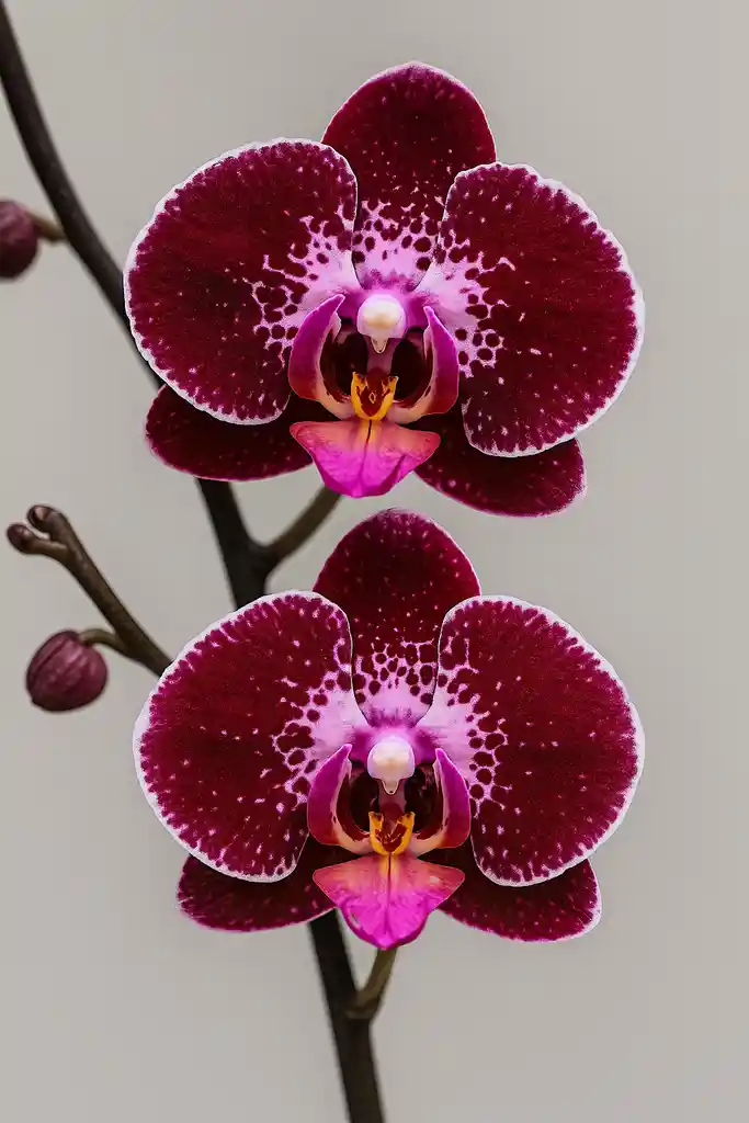 Orquidea Morada Con Borde Blanco X3 Tallos