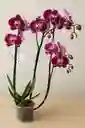 Orquidea Morada Con Borde Blanco X3 Tallos