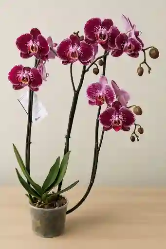 Orquidea Morada Con Borde Blanco X3 Tallos
