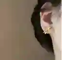 Aretes Peces Koi Pequeños Dorados