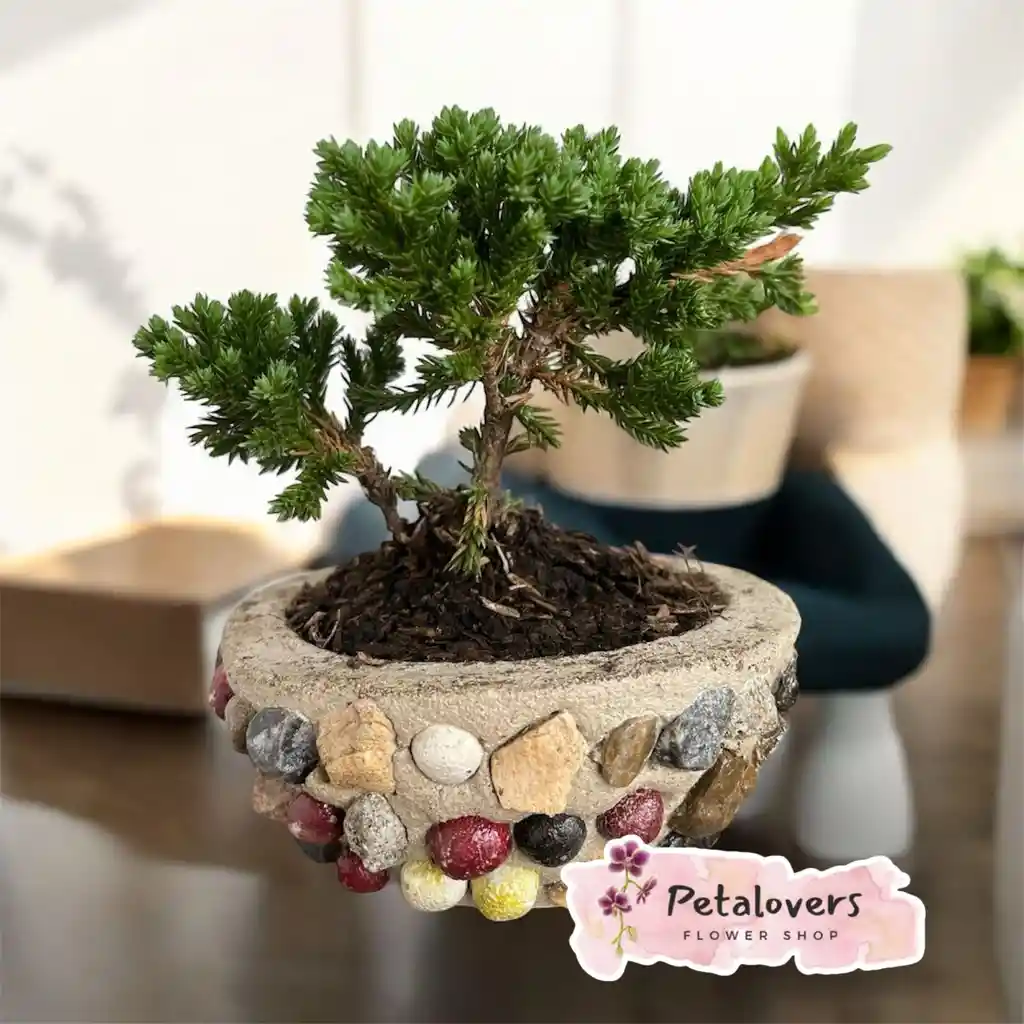 Detalle Bonsai