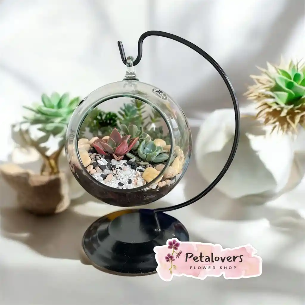 Terrario De Suculentas Petalovers