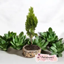 Bonsai Pino Petalovers