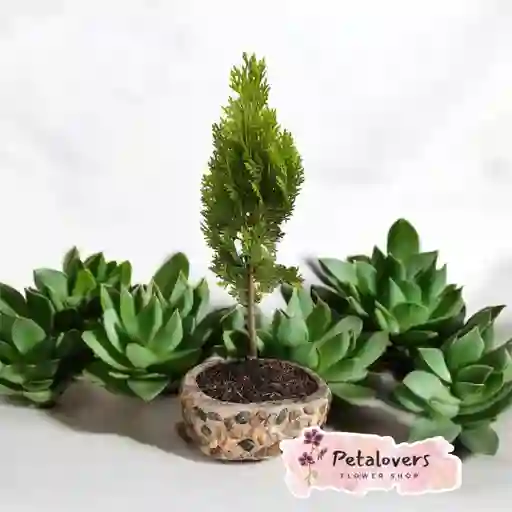 Bonsai Pino Petalovers
