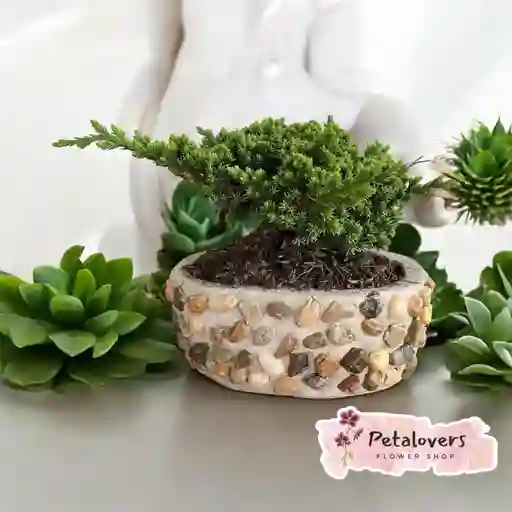 Bonsai Petalovers