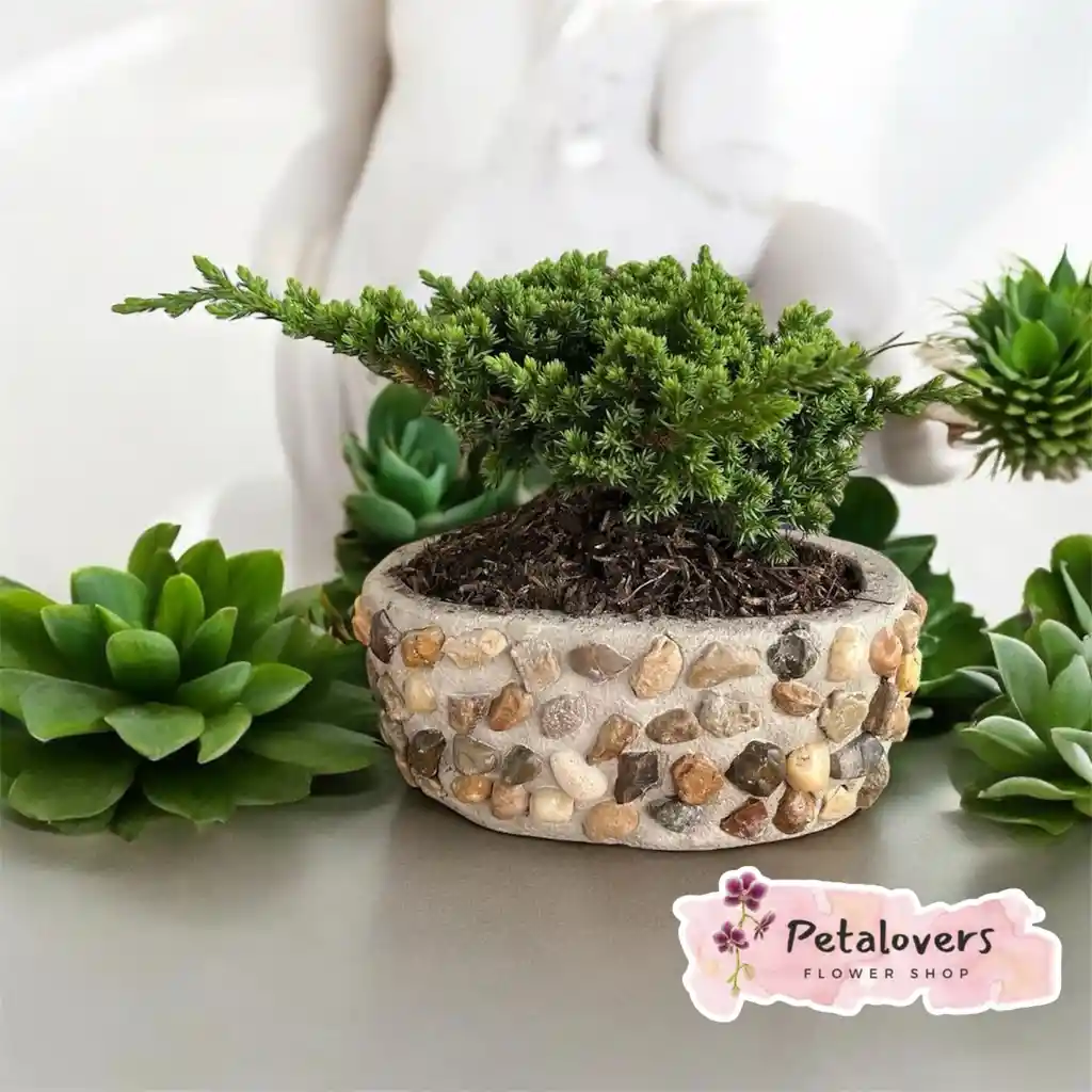 Bonsai Petalovers