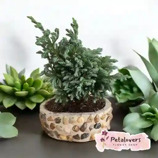 Bonsai Hermoso Petalovers