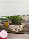 Flores Y Rosas Bonsai Mundo