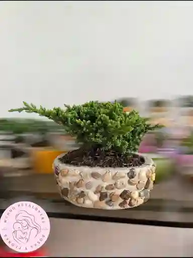 Flores Y Rosas Bonsai Mundo