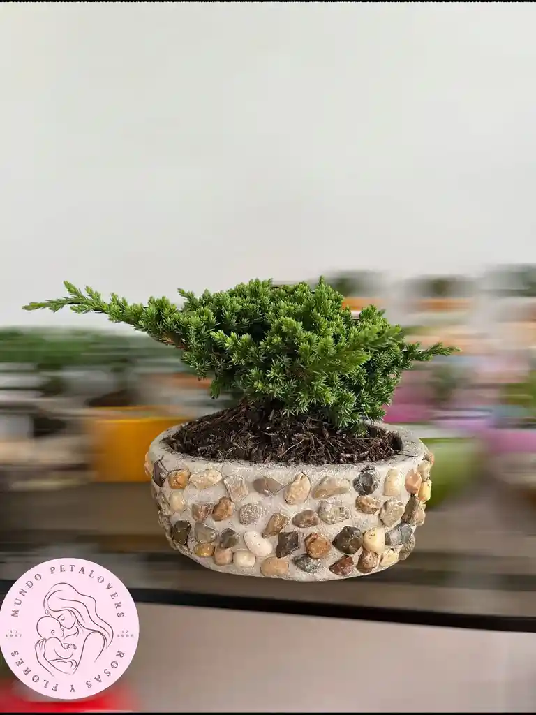 Flores Y Rosas Bonsai Mundo