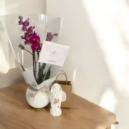 Kit Maria- Orquideas Mini Virgen 12 Cms