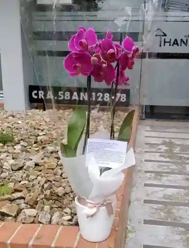 Orquideas Moradas Con Base