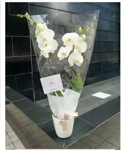 Orquideas Grandes Blancas - Condolencias