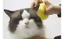 Dispensador De Baño Para Mascotas Color Amarillo