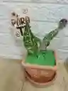 Planta Perdis Para Interior Decoración De Tu Sala