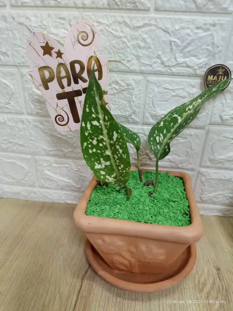 Planta Perdis Para Interior Decoración De Tu Sala
