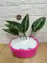 Planta Perdis Para Interior Decoración De Tu Sala
