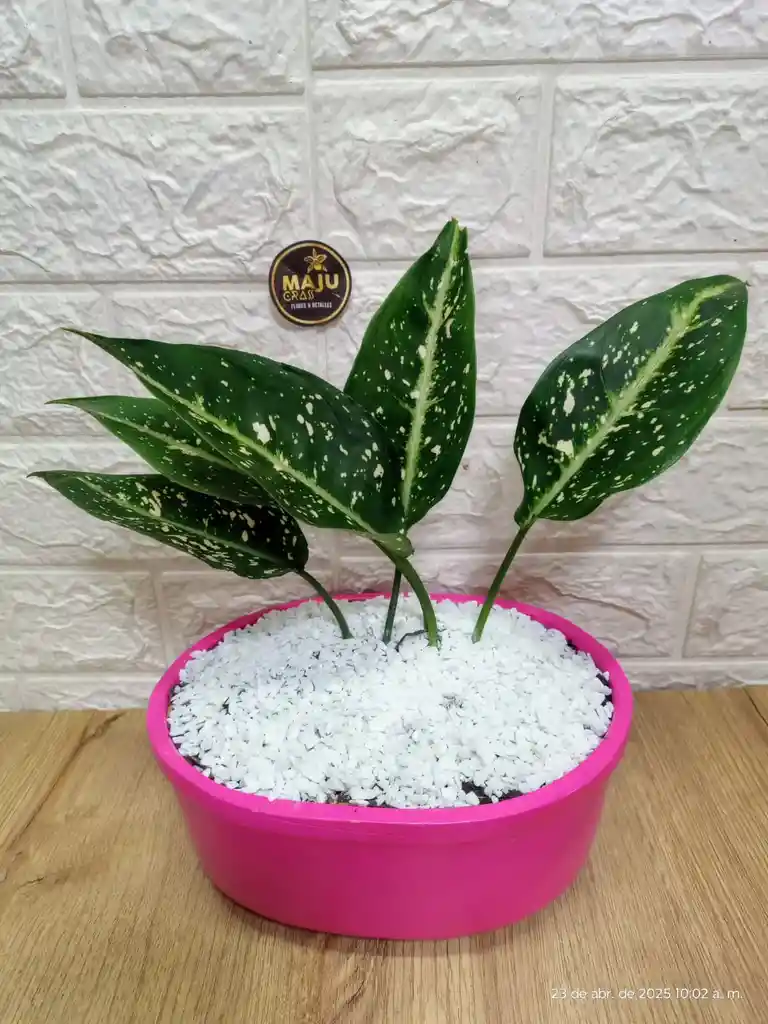 Planta Perdis Para Interior Decoración De Tu Sala