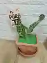 Planta Perdis Para Interior Decoración De Tu Sala