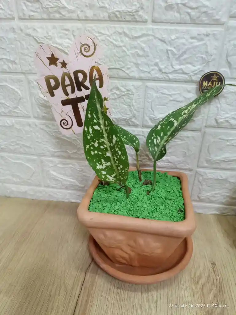 Planta Perdis Para Interior Decoración De Tu Sala