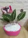 Planta Perdis Para Interior Decoración De Tu Sala
