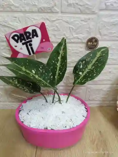 Planta Perdis Para Interior Decoración De Tu Sala