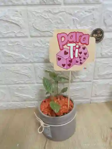 Planta Fitonia