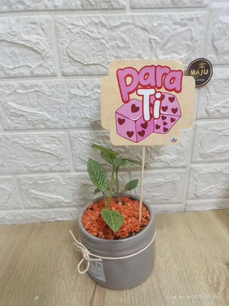 Planta Fitonia