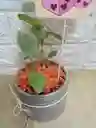 Planta Fitonia