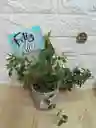 Planta Pescaito En Base De Ceramica