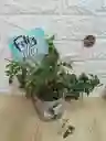 Planta Pescaito En Base De Ceramica