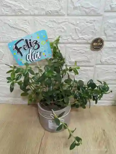 Planta Pescaito En Base De Ceramica