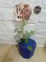 Planta Fitonia