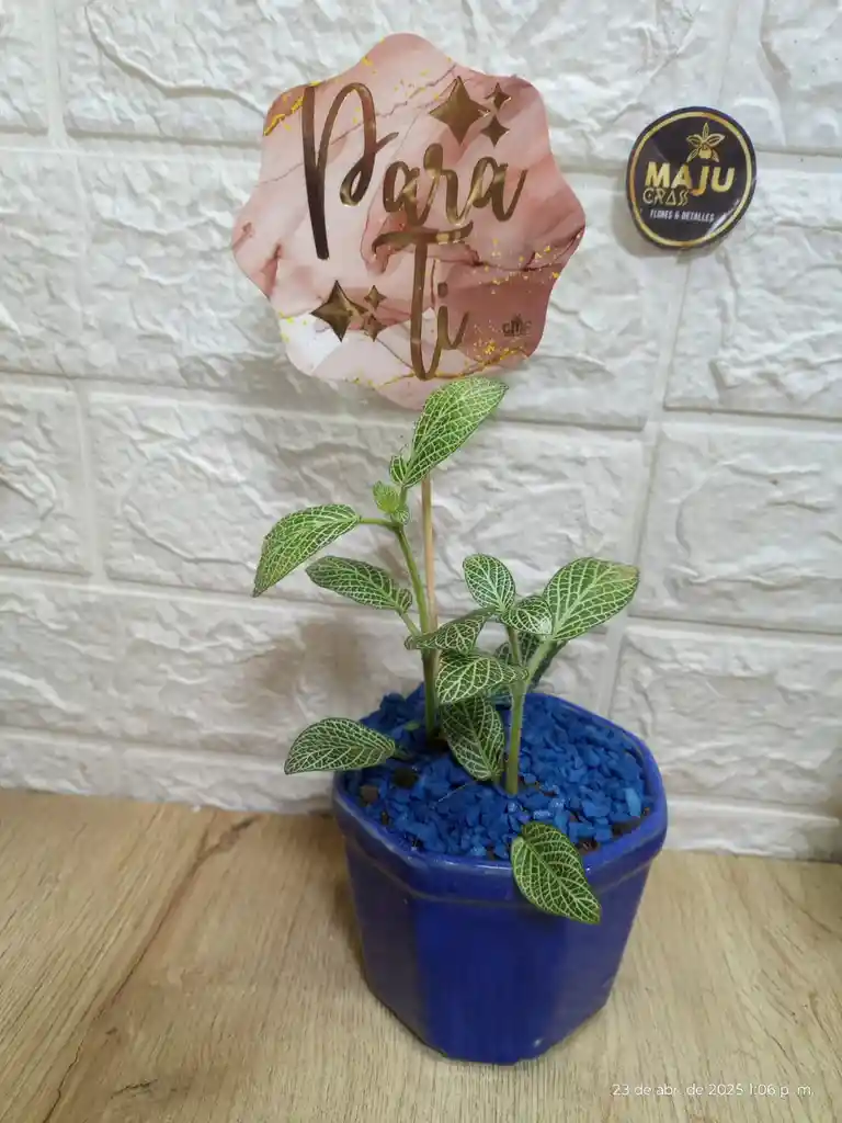 Planta Fitonia