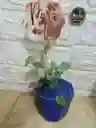 Planta Fitonia