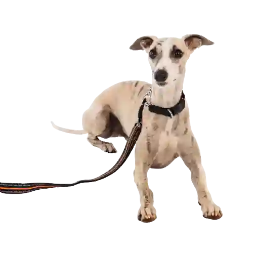Correa Para Perro Hiking Naranja M-pets - 110 X 2