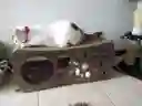 Rascadores Para Gato Cueva Gimnasio Para Gatos Cueva Juguete Para Gato
