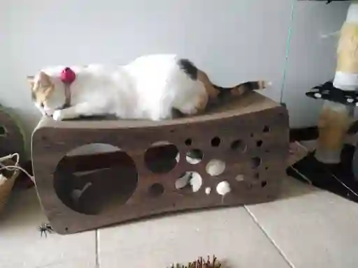 Rascadores Para Gato Cueva Gimnasio Para Gatos Cueva Juguete Para Gato