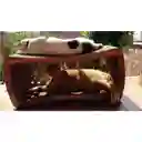 Rascadores Para Gato Cueva Gimnasio Para Gatos Cueva Juguete Para Gato