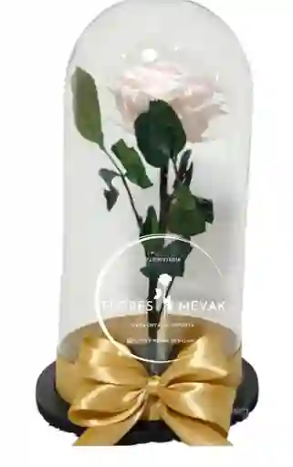 Rosa Blanca Preservada