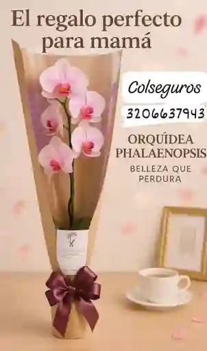 Orquídea Día De Madres #1
