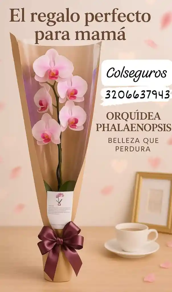 Orquídea Día De Madres #1